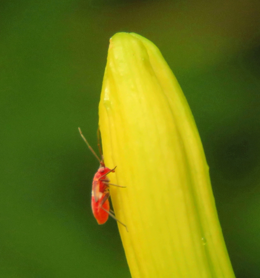 red-bug_840x897